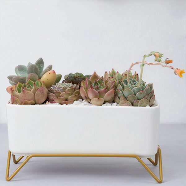Message in a Planter - 7" Supported - Image 4